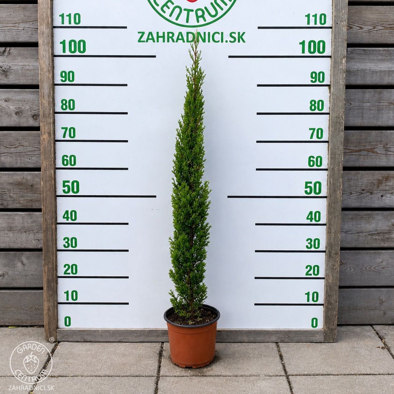 Obrázok Cyprus vždyzelený (Cupressus sempervirens) ´TOTEM´ - výška 80-100 cm, kont. C3L
